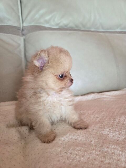Spitz nain 1450 07800 Charmes-sur-rh�ne