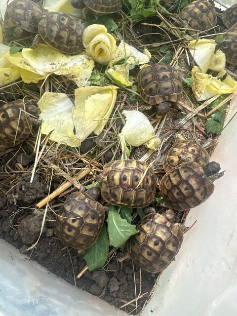 Tortue de terre, 40 13400 Aubagne