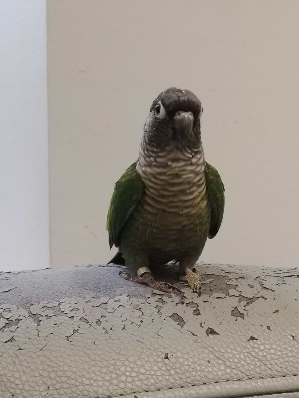 perroquet 