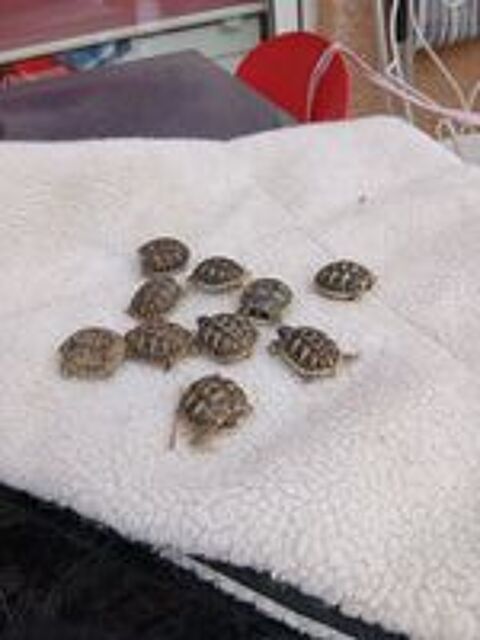  tortues terrestres  