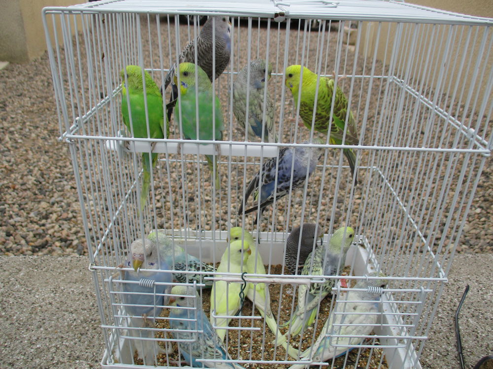   Perruches ondulées 