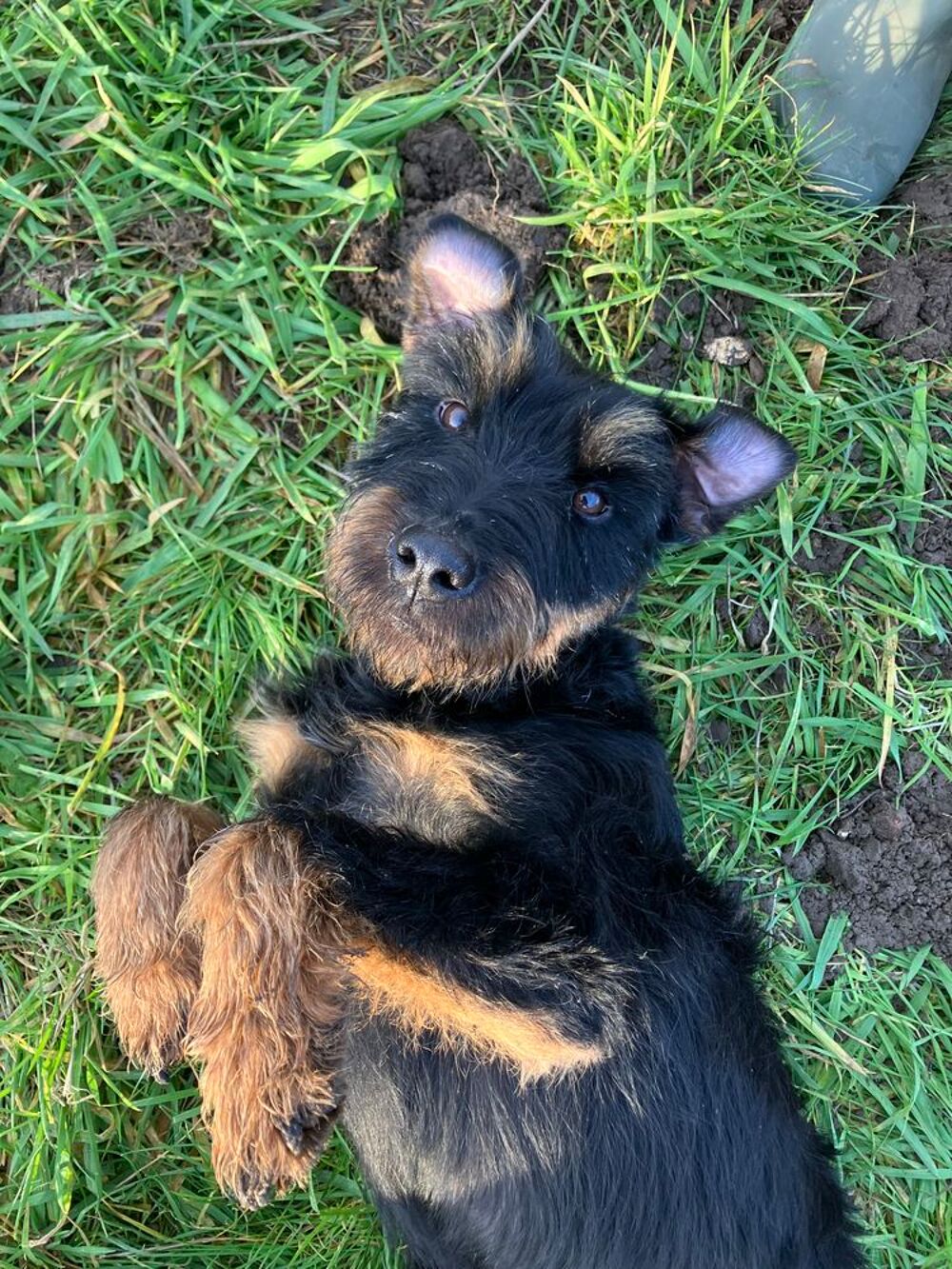   FREDDY  jagd terrier de 7 ans 