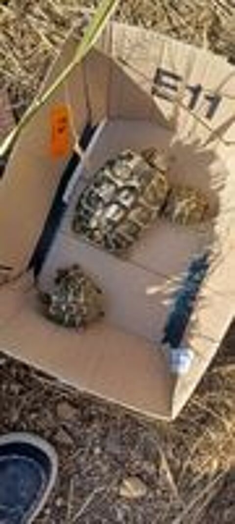   Tortues terrestres 