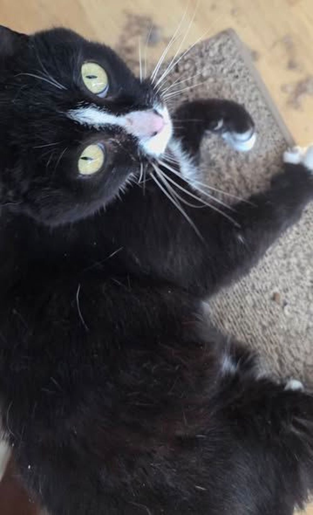   Chat CLEO à l adoption 