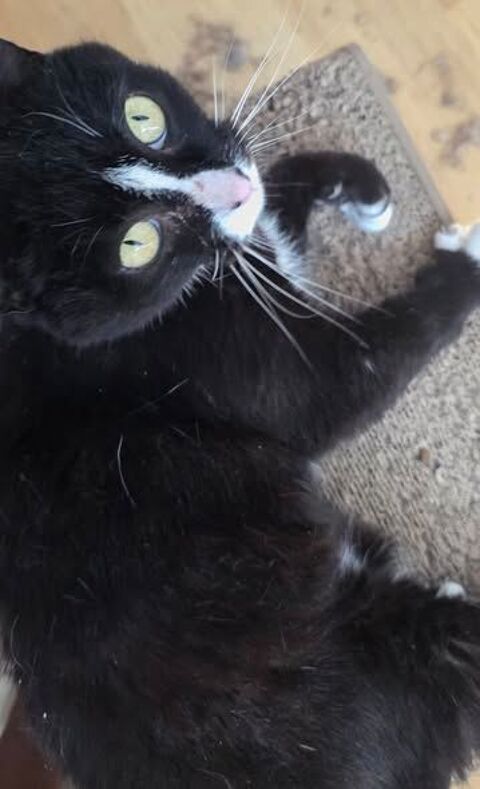 Chat CLEO &agrave; l adoption 200 26260 Margès