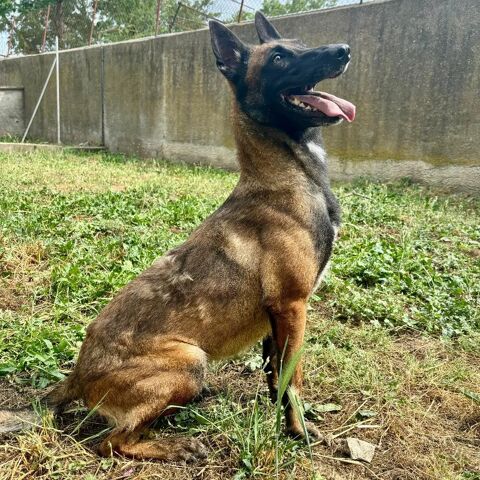 ALIZEE, malinoise, 4 ans 220 34500 B�ziers