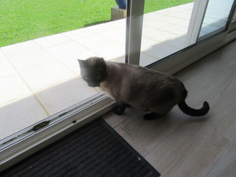 donne chatte siamoise de 3 ans 0 79000 Niort