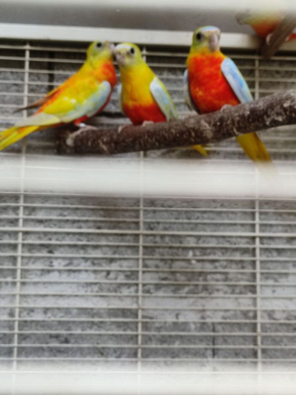  turquoisines dos jaune et dos rouge  