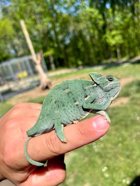 Cam&eacute;l&eacute;on 120 82400 Golfech