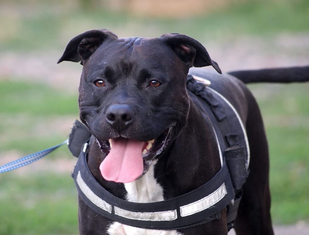  PACO, adorable American Staffordshire Terrier déclassé à adopter via l'association UMA 