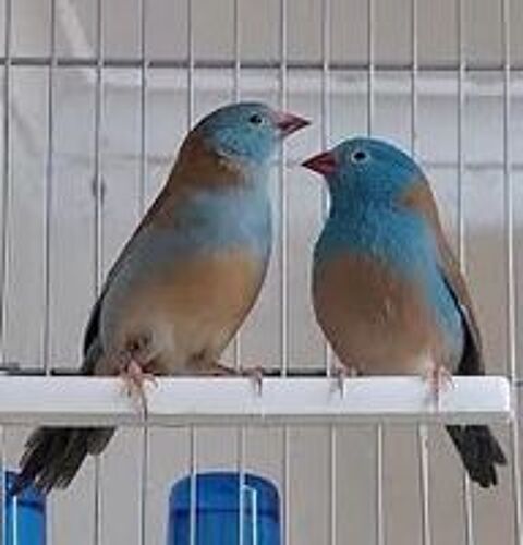   Bien lire l'annonce bébé cap bleu 