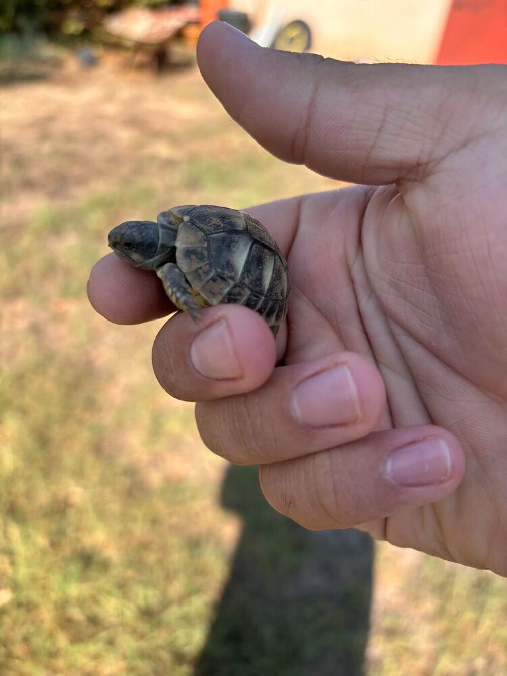   Bébé Tortue 