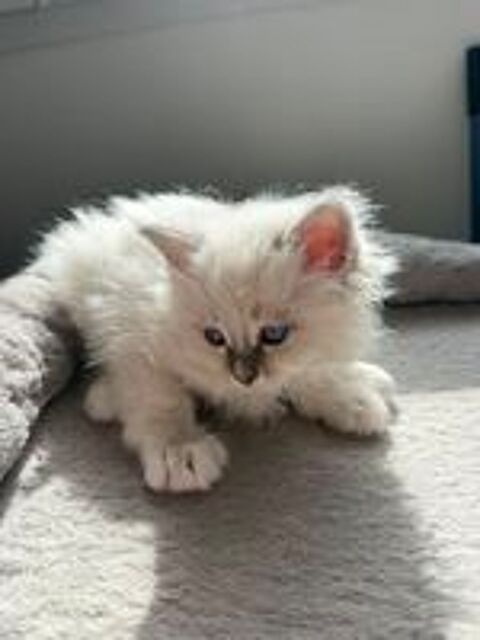   Chaton femelle Sacré de Birmanie LOOF blue tabby 