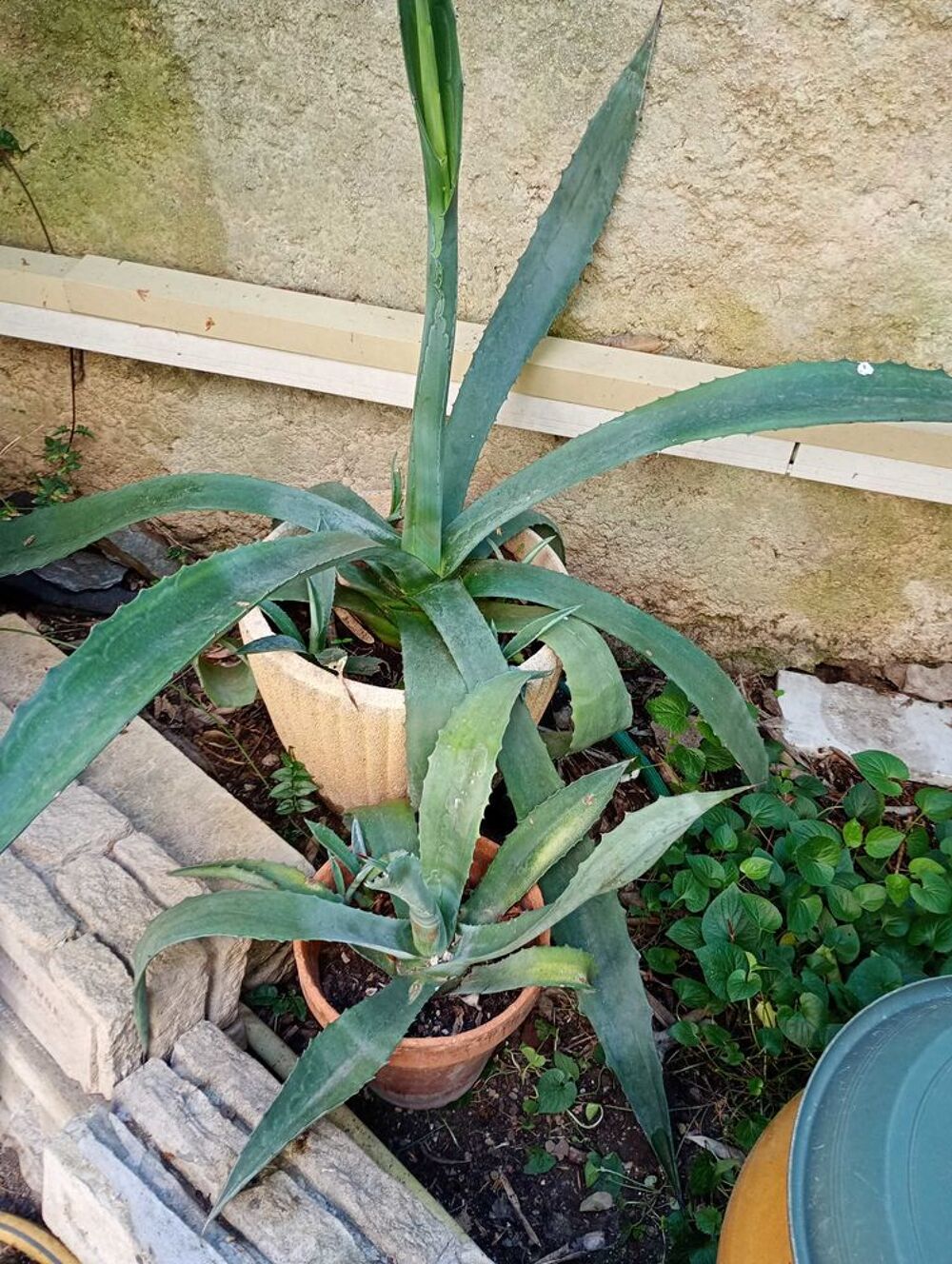 plante agave Jardin