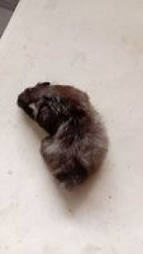   Hamsters Dor�s � adopter  