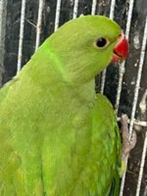   Jeune perruche à collier 