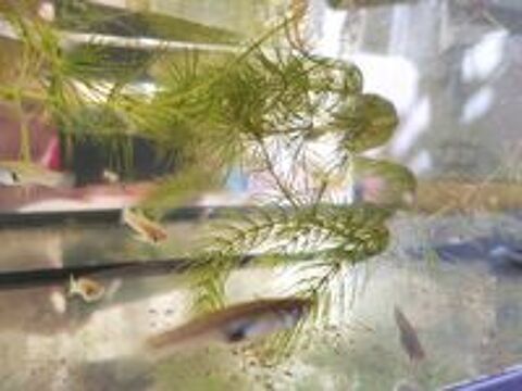   Guppy Gambusie  