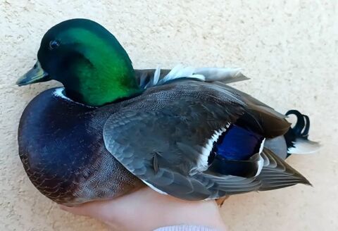 Canard Mignon ornement 20 34750 Villeneuve-lès-maguelone