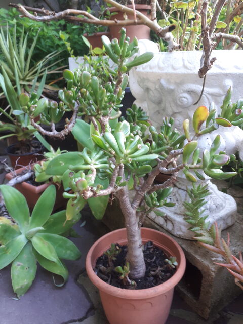 Plantes grasses 40 Brunoy (91)