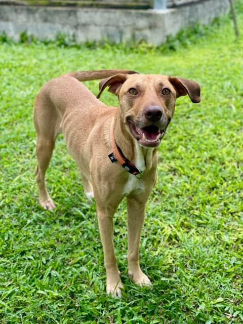 Fifi, mâle croisé berger, né le 15/06/2022 &#128054; 380 33000 Bordeaux
