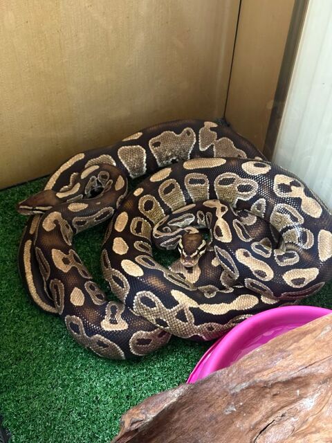 Lot de 2 Pythons Regius 92000 Nanterre