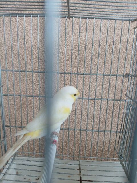 Canaris mosa&iuml;que jaune 80 26100 Romans-sur-is�re