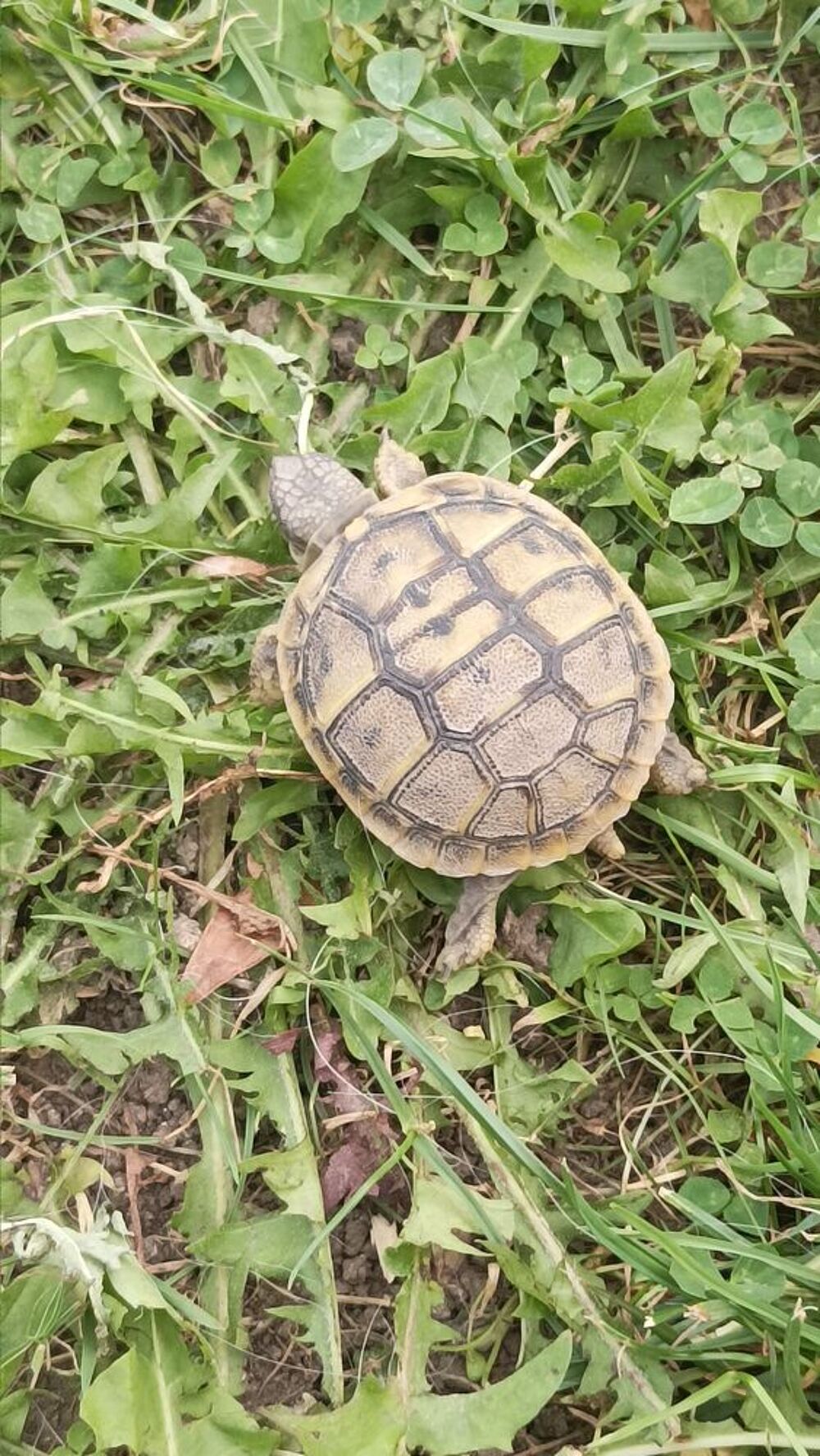   tortue  