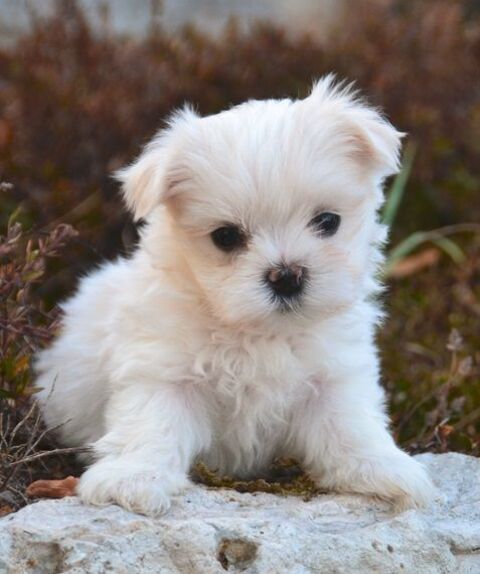 Adorable petit m&acirc;le bichon maltais 1100 82110 Lauzerte