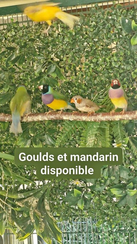 Diamant mandarin et Diamant de goulds 15 31220 Le plan