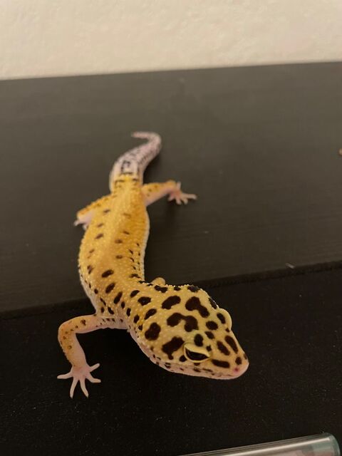Gecko l&eacute;opard avec terrarium et &eacute;quipements 340 34170 Castelnau-le-lez