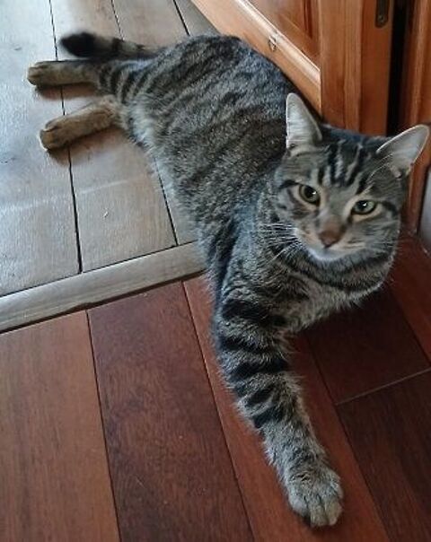 KOALA CHAT TIGRE 1 AN 1/2 195 92260 Fontenay-aux-roses