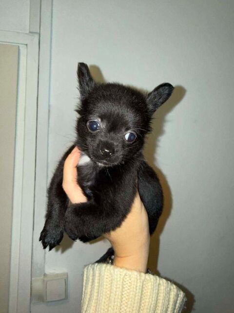  chihuahua compl&eacute;tement sevr&eacute;. 700 62300 Lens