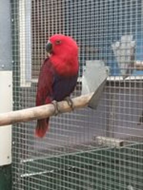   Grand Eclectus. 
