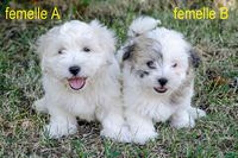   Chiots Coton de Tuléar NON LOF 