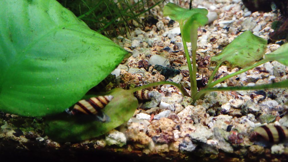   Escargots d'aquarium anentome helena 