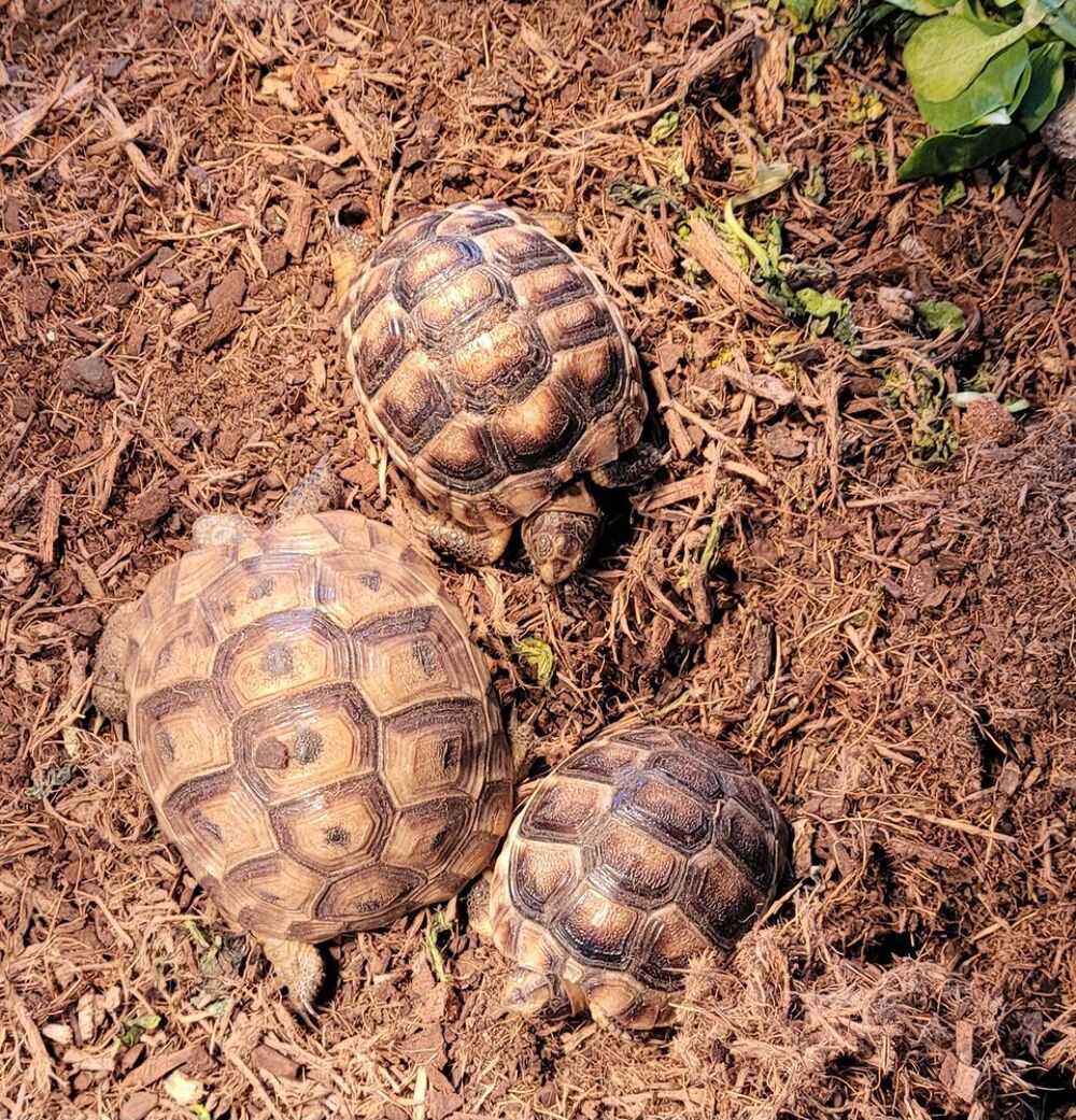   RECHERCHE TORTUES ? FEMELLES ADULTES  