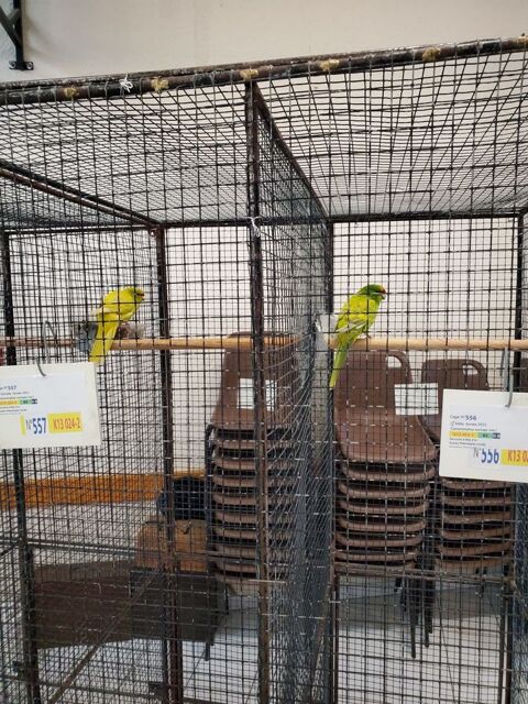 Kakariki  front  jaune  mutation  gezoomd 60 49280 Saint-lger-sous-cholet
