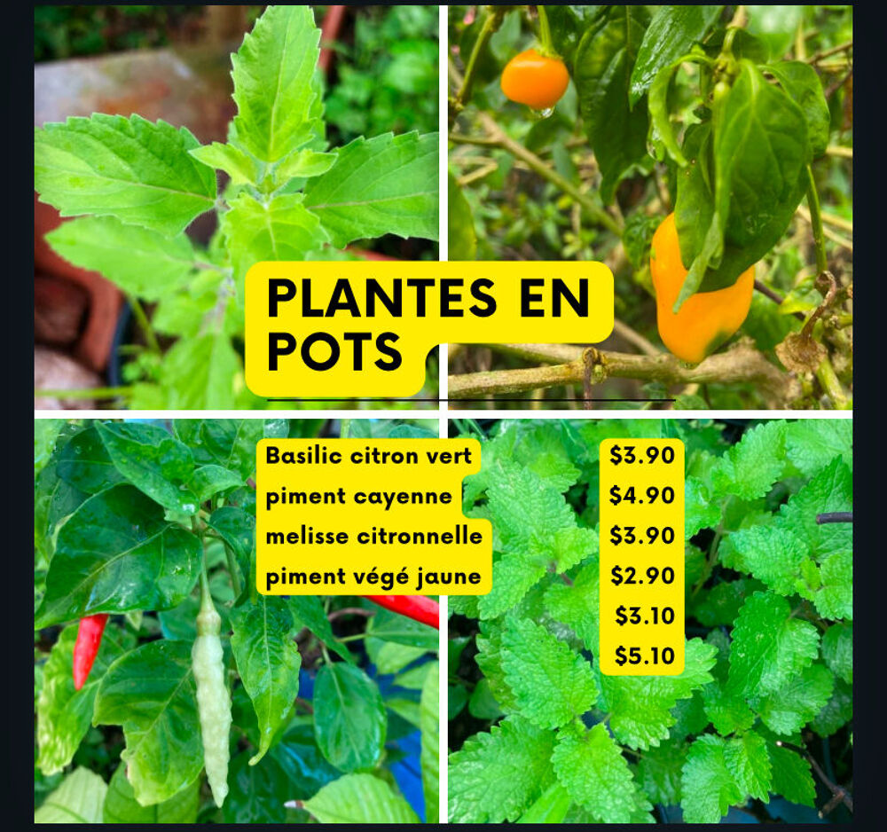 Plantes en pot Jardin