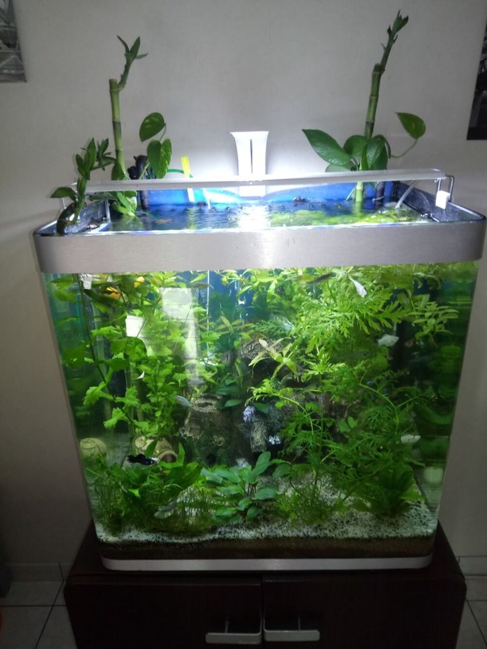 AQUARIUM Osaka fluval 155 litres Décoration