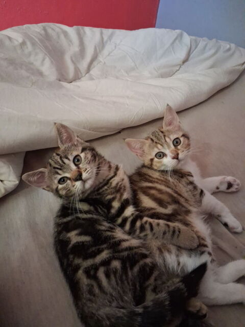 Don chatons 0 71150 Fontaines
