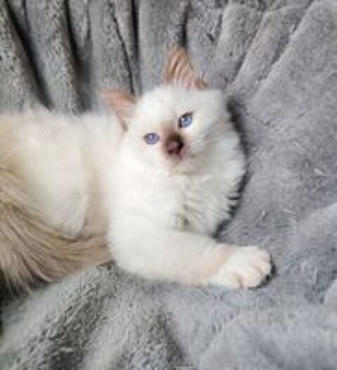   Magnifique chaton sacré de Birmanie loof  