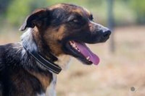   ZEUS croisé de 2 ans 