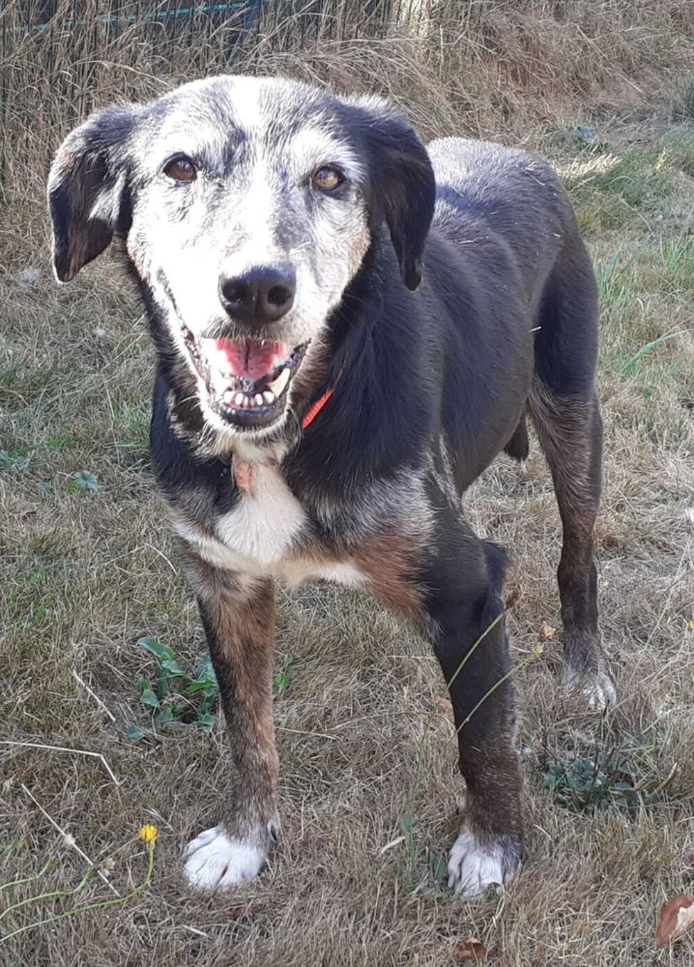   Lara, x Berger, 14 ans,  l'adoption 