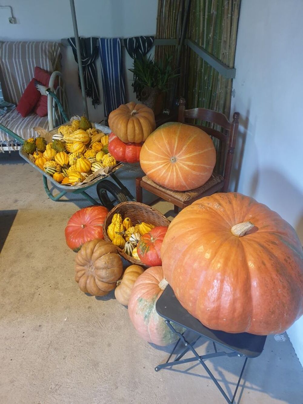 COURGES et COLOQUINTES d&eacute;coratives.
CITROUILLES et POTIRONS Décoration