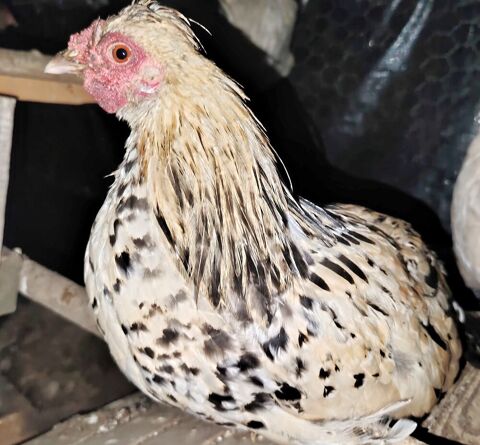 Jeune coq nain 20 71190 Étang-sur-arroux