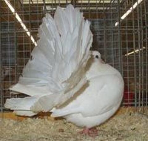   PIGEON FANTAIL BLANC MARSEILLE 