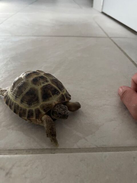 tortue terrestre 0 68000 Colmar