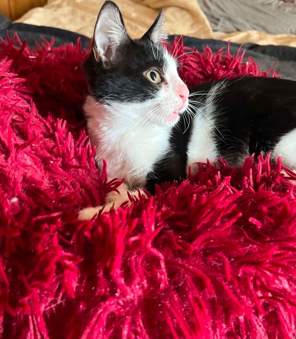   Merlin un petit bout parfait  