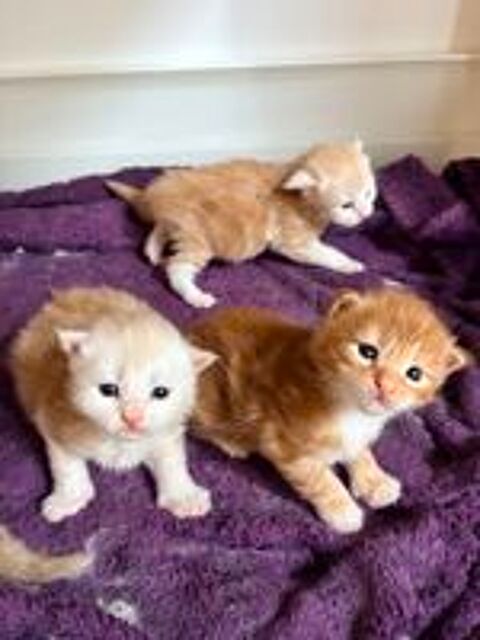   Chatons Maine Coon  