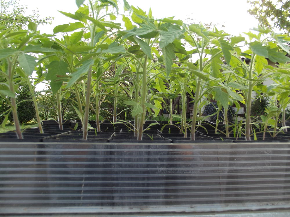 plans de pieds de tomates Jardin